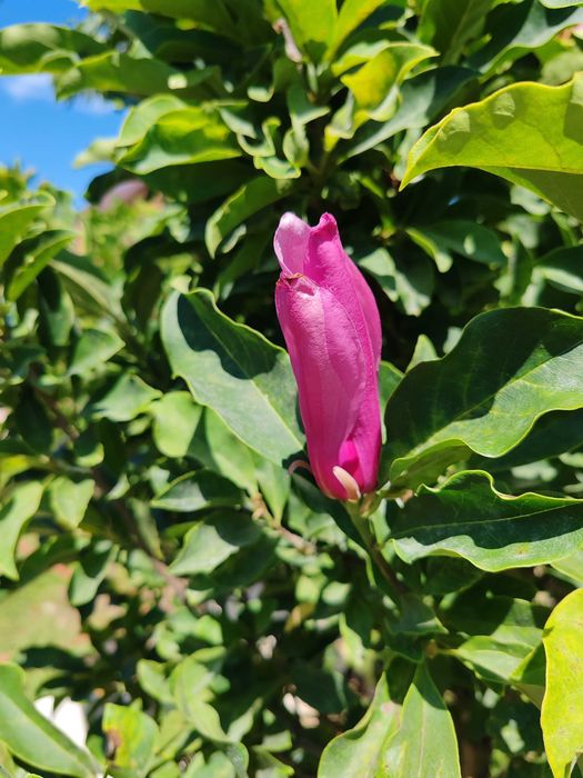 Magnolia la ghiveci 1,5 m pana la 2m