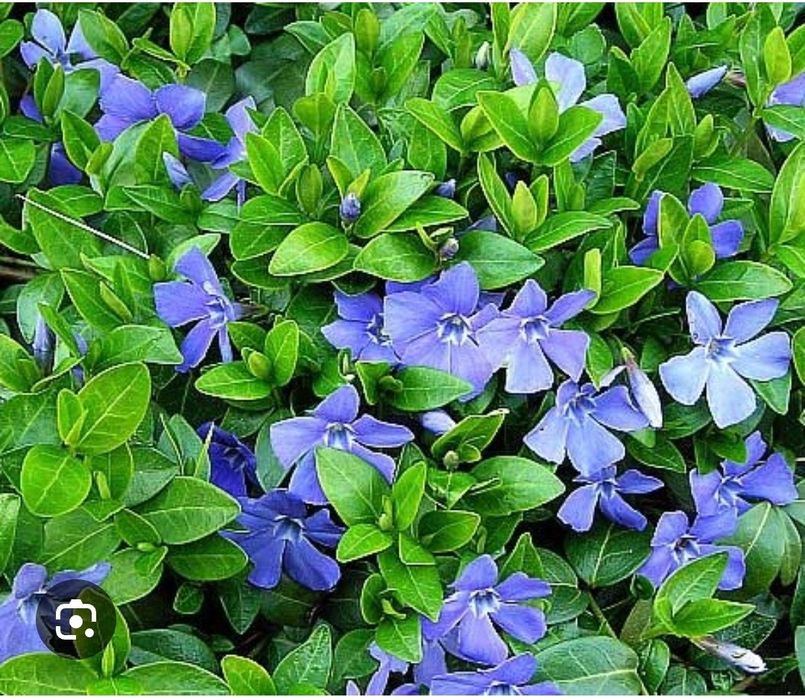 Борвинок вечно зелёное поле