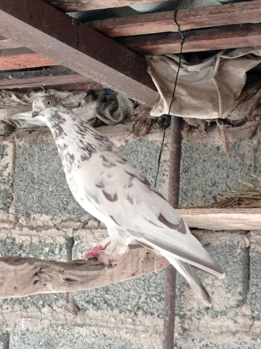 Продаются голуби