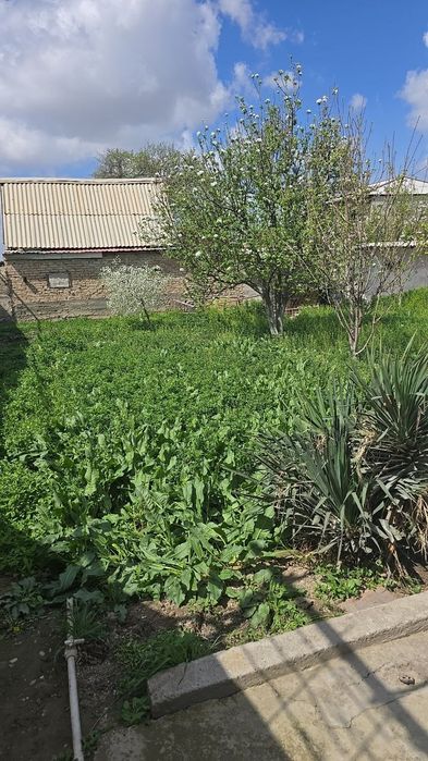 arendaga dacha Sputnik