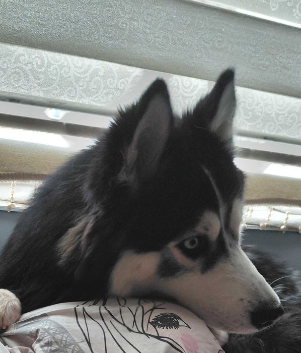 Сибирска хъска ...