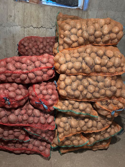 Cartofi consum si samanta