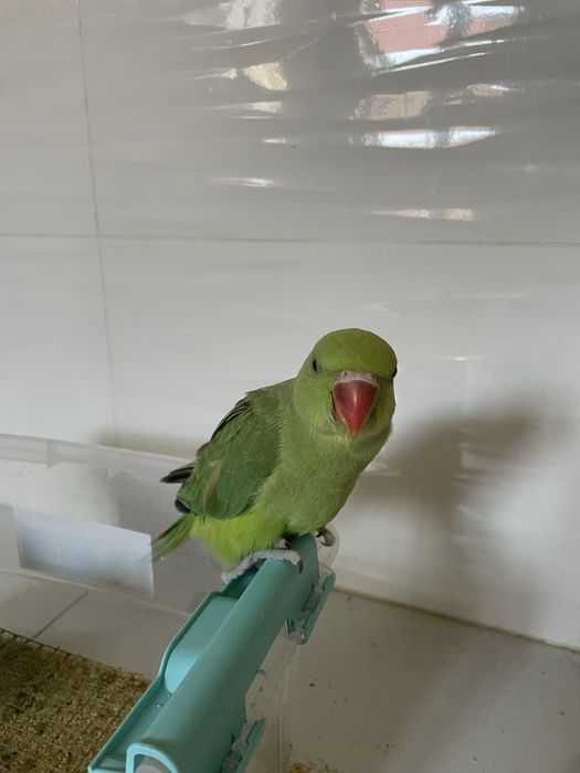 Ручной попугай ажрелла