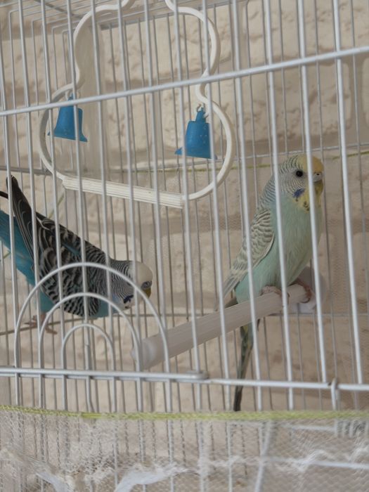 Продам волнистых попугаев