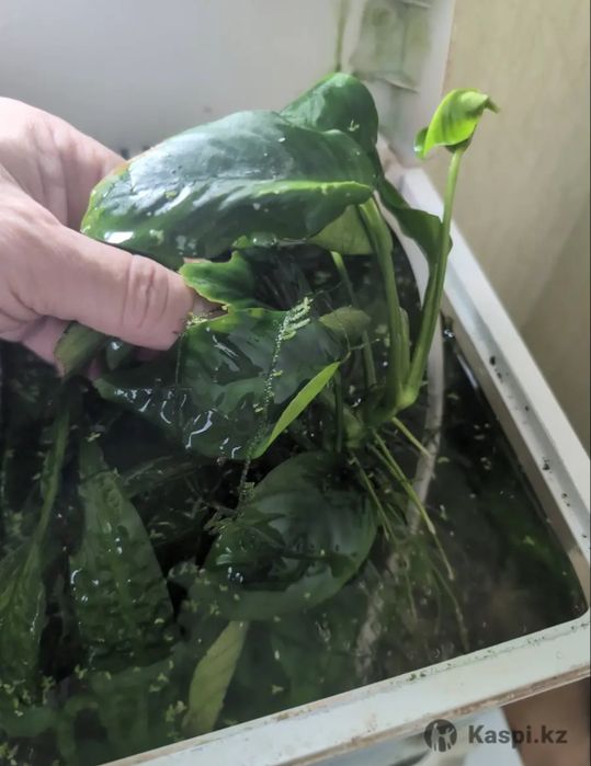 Аквариумное растение Анубиас