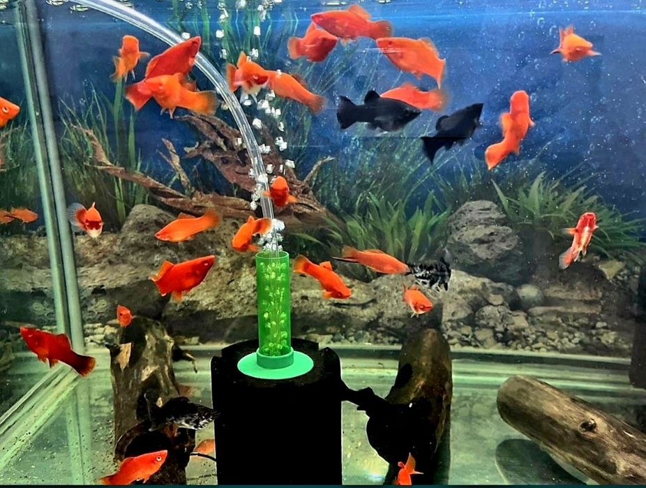 Аквариумные рыбки