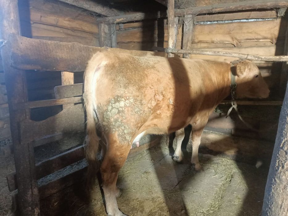 Продам быка и корову на мясо