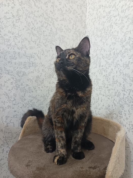 Пристратвается котенок в добрые руки