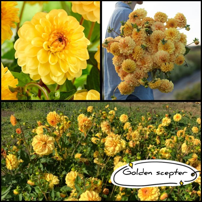 Dalii diferite soiuri