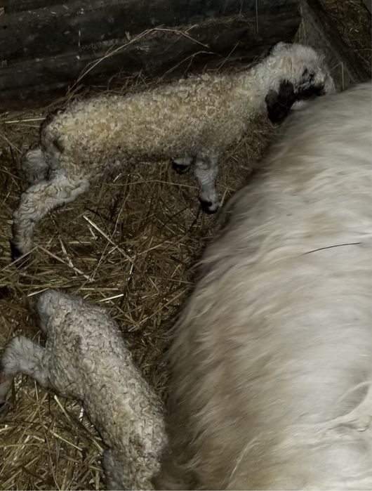 Miei din doi  de cateva zile