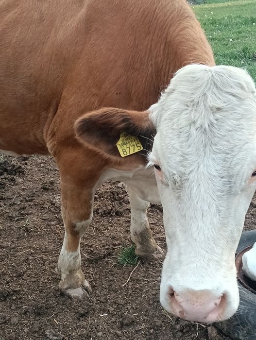 Vând 2 vaci,sunați la Nr de telefon 0783233404 pentru mai multe detali.