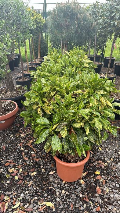 Tuia brazi maslini palimeri acuba pom-pom bosai spirale artarijaponezi