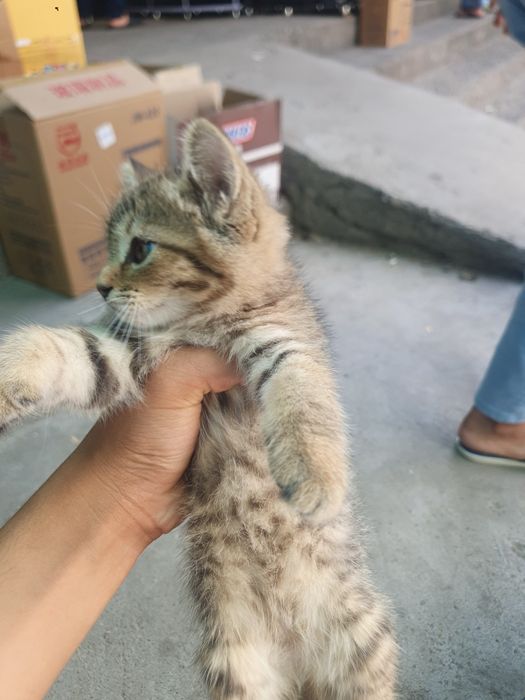 Скотиш  страйт мушук