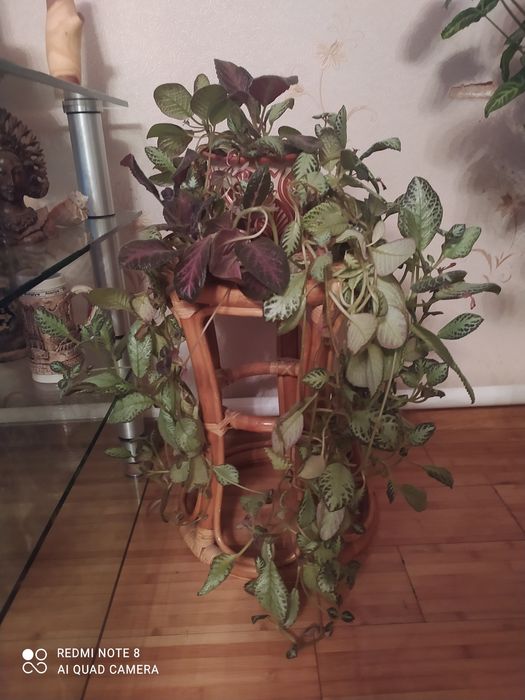 Комнатные  цветы