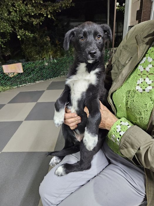 Классный щенок энерджайзер  в добрые руки!