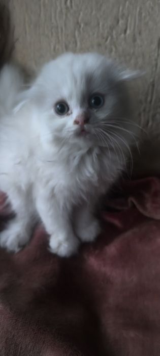 Продаются вислоухие котята