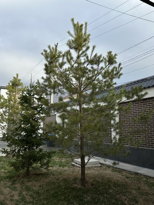 Продам ёлки три штуки