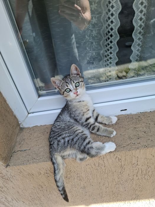 Pisici spre adoptie