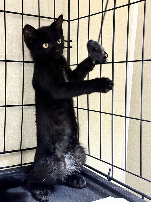 Котенок 3 месяца. Астана