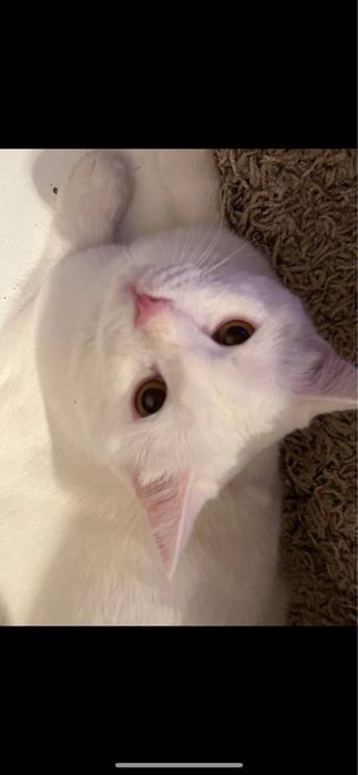 СРОЧНО!! нужен дом котику