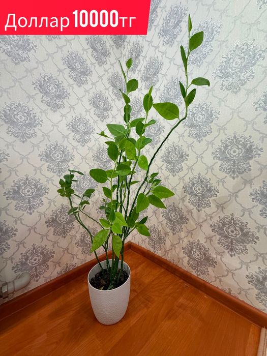 Комнатные растения