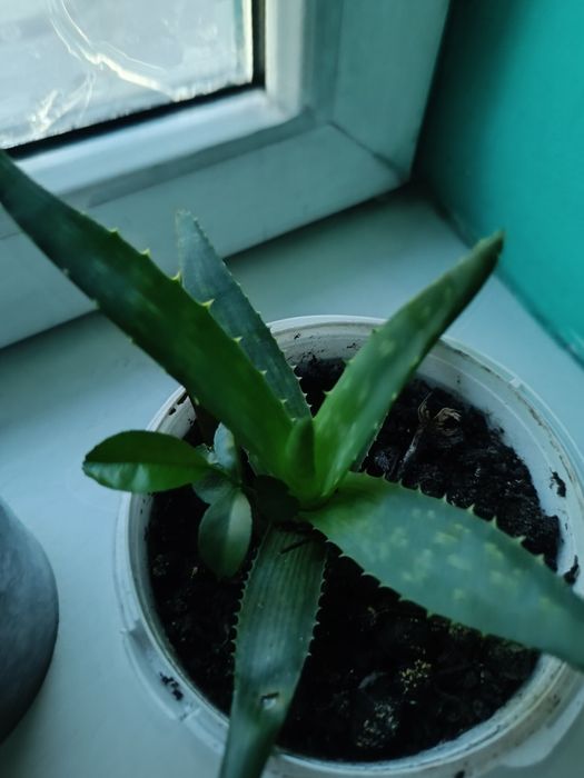 Продаю комнатные растения