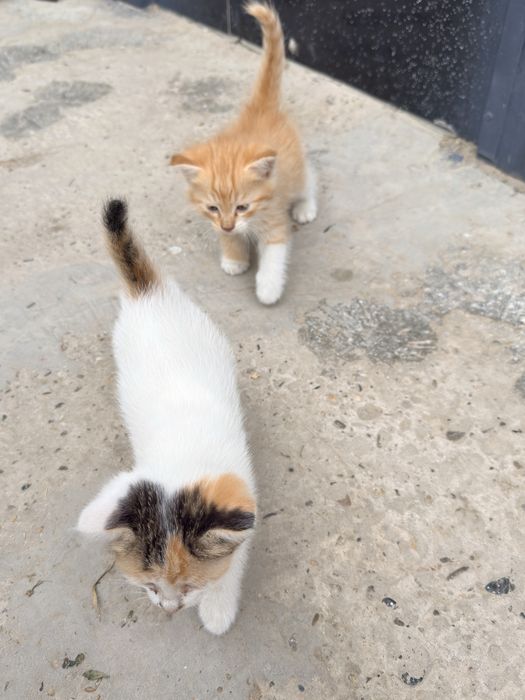 Уй мушукчалари. Кошки