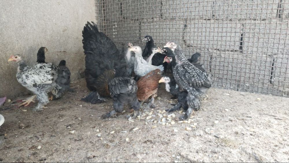 Jojalar sotiladi 60 mingdan Har xilidan