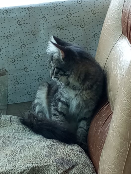Продам котенок мэйикун
