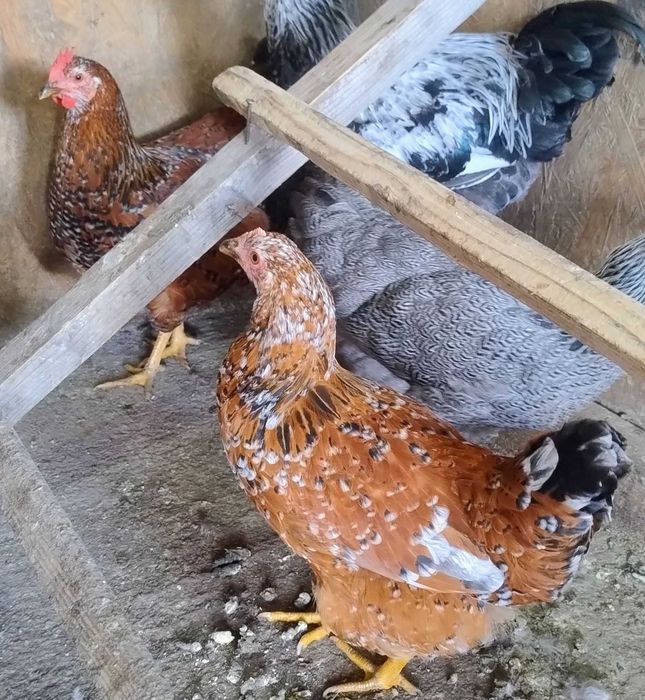 familie tineret gaini Pita Pinta Portelan