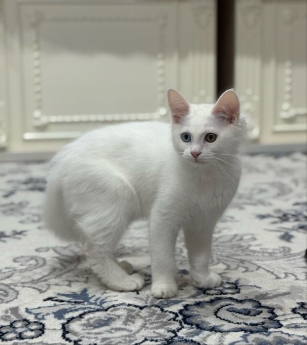 Turk Angora ikki xil ko’zli mushuk