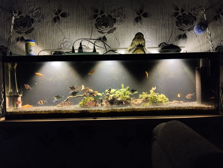 Аквариум панорамный