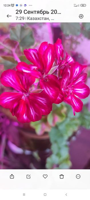 Пеларгония ампельная продам