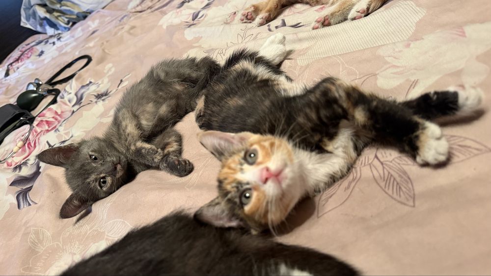 Отдам котят в добрые руки !!!