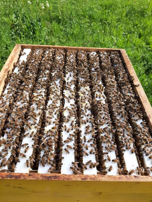 Rame  nicot 1/2 plastic și nuclee de împerecheat mătci