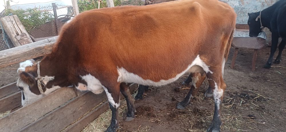 Продам корову теленок