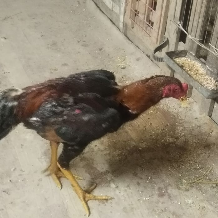 Дакан хороших кровей