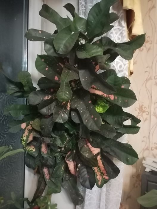 Кодиеум кротон, цветное дерево