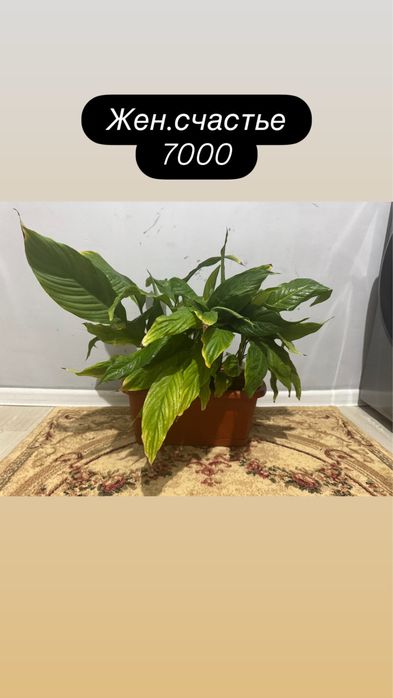 Үй гүлдері сатылады