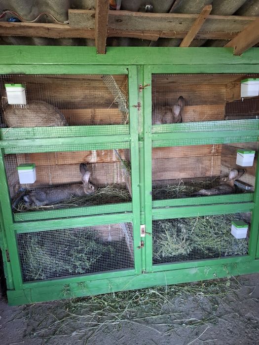 Iepuri ug de diferite vîrste din cuiburi separate