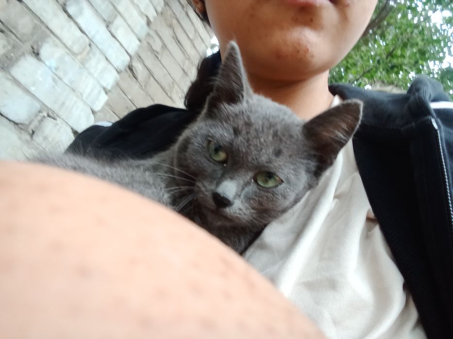 Отдаю котика! В добрые руки