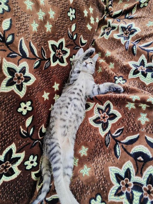 Кошечка ищет хозяина