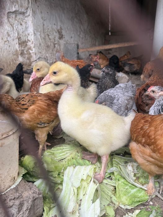 Гусята линда 5000т