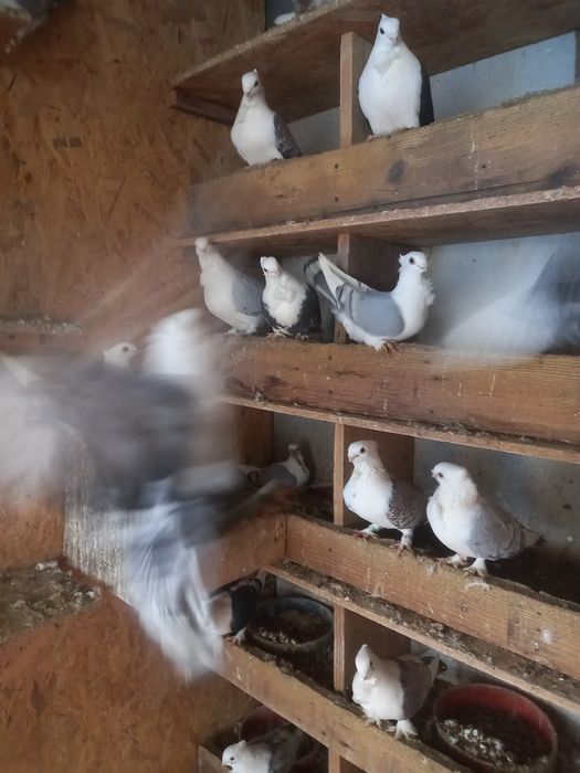 Vînd porumbei misurli