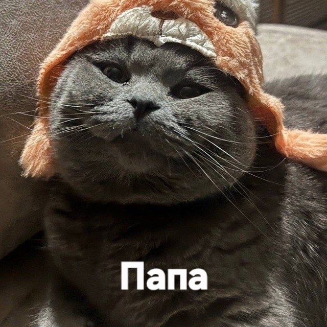 Котята скоттиш фолд