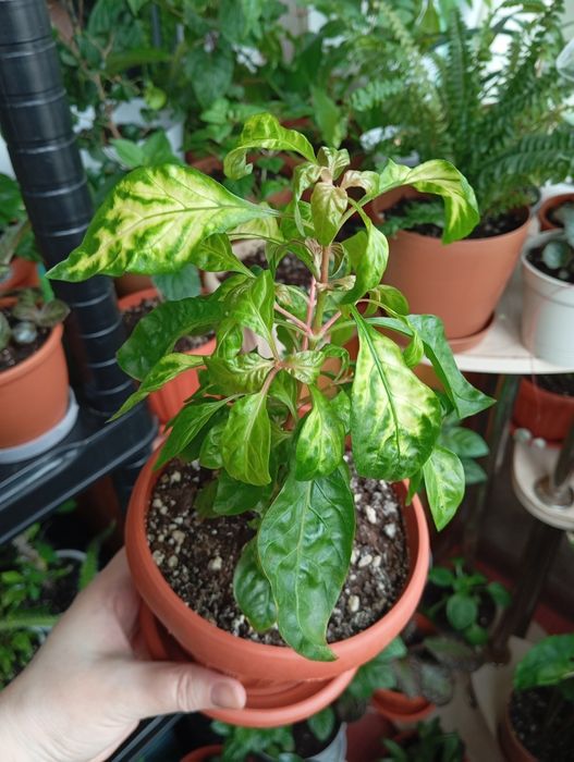 Продам цветы комнатные