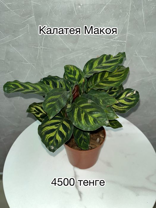 Комнатные растения