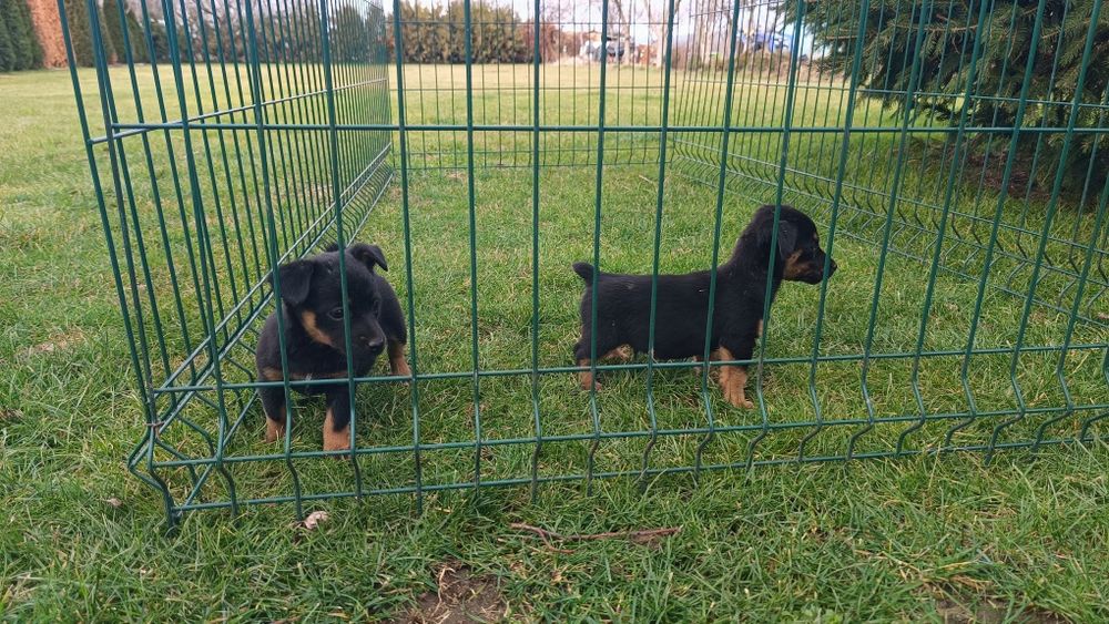 Джак Ръсел териер