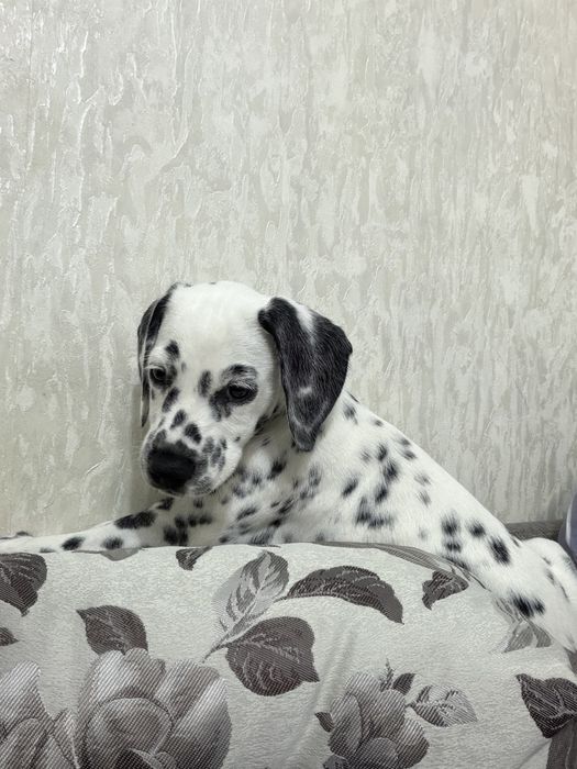 Щенок далматина девочка