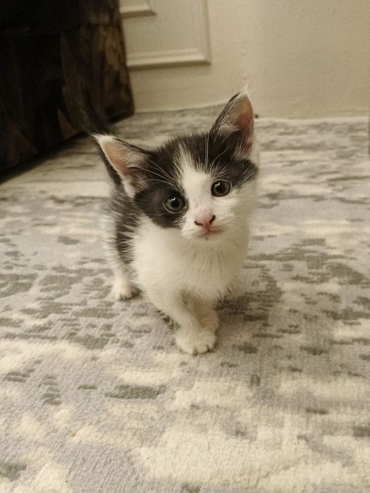 Милый котик в подарок